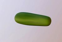 Cucumber