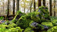 Moss 7 Species and Stones - PBR Asset Kit