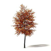 Sugar Maple 3D Model 4m