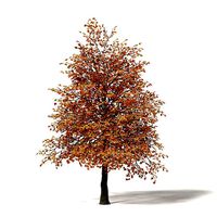 Sugar Maple 3D Model 5m