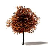 Sugar Maple 3D Model 8m