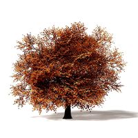 Sugar Maple 3D Model 10m