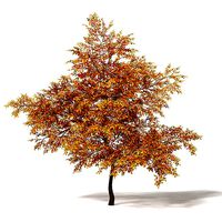 Common Oak 3D Model 7m
