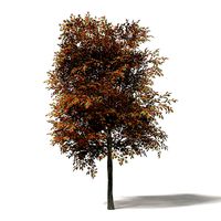Mountain Ash 3D Model 8m