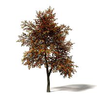 Mountain Ash 3D Model 5m