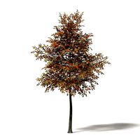 Mountain Ash 3D Model 5m