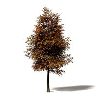 Mountain Ash 3D Model 5m