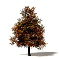Mountain Ash 3D Model 8m