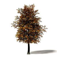 Mountain Ash 3D Model 6m