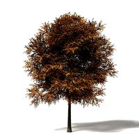 Mountain Ash 3D Model 8m