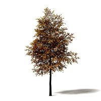 Field Maple 3D Model 5m