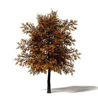 Field Maple 3D Model 5m