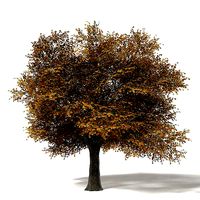Field Maple 3D Model 10m