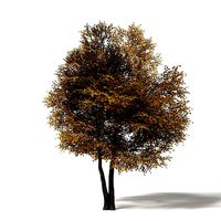 Field Maple 3D Model 10m