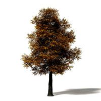 Field Maple 3D Model 12m
