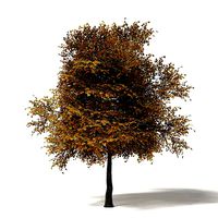 Field Maple 3D Model 6m