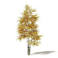 Silver Birch 3D Model 4m