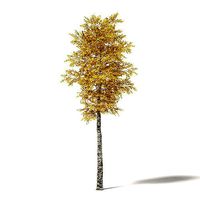 Silver Birch 3D Model 7m