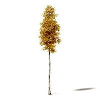 Silver Birch 3D Model 14m