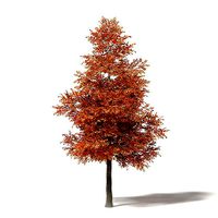 Alder 3D Model 8m