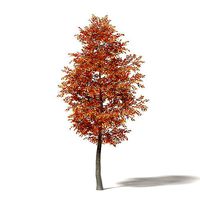 Alder 3D Model 6m