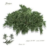Juniper