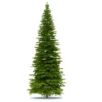 Spruce 3D Model