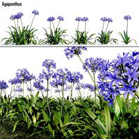 Agapanthus