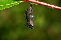 Chrysalis 4
