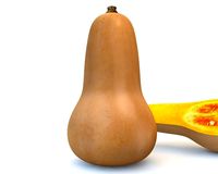 Butternut Squash