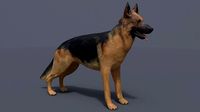 German Shepherd