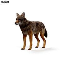 Golden Jackal HD