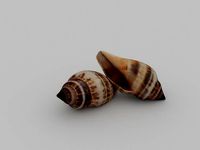 Seashell