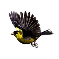 GoldFinch - rigged - animated - Standard - PBR - VRAY