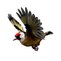 European Goldfinch - rigged - animated