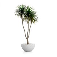 GardenPlants