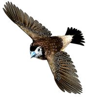 Double-Barred Finch - rigged - animated
