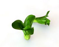 Bok Choy pak pok choi