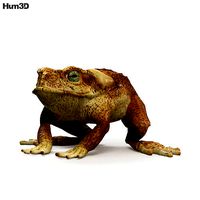 Cane Toad HD