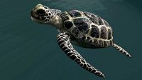 3D Model Sea Turtle