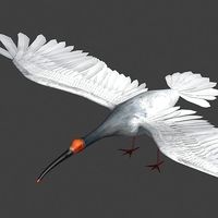 Crested Ibis