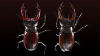 Lucanus cervus - Stag beetle