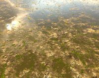 Muddy Water with algae Seamless PBR Textur