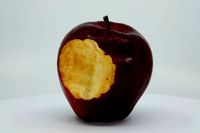 Realistic - Red Apple Bitten