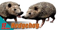Hedgehog