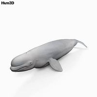 Beluga Whale HD