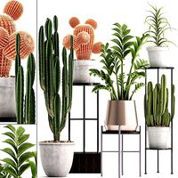 Collection of Exotic Cactus Plants 4