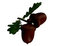 Dried acorns with leaf