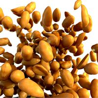 Roasted Peanut