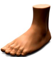 Foot human